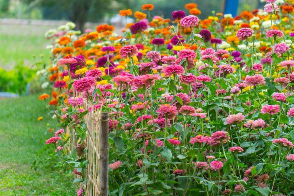 1) Zinnias