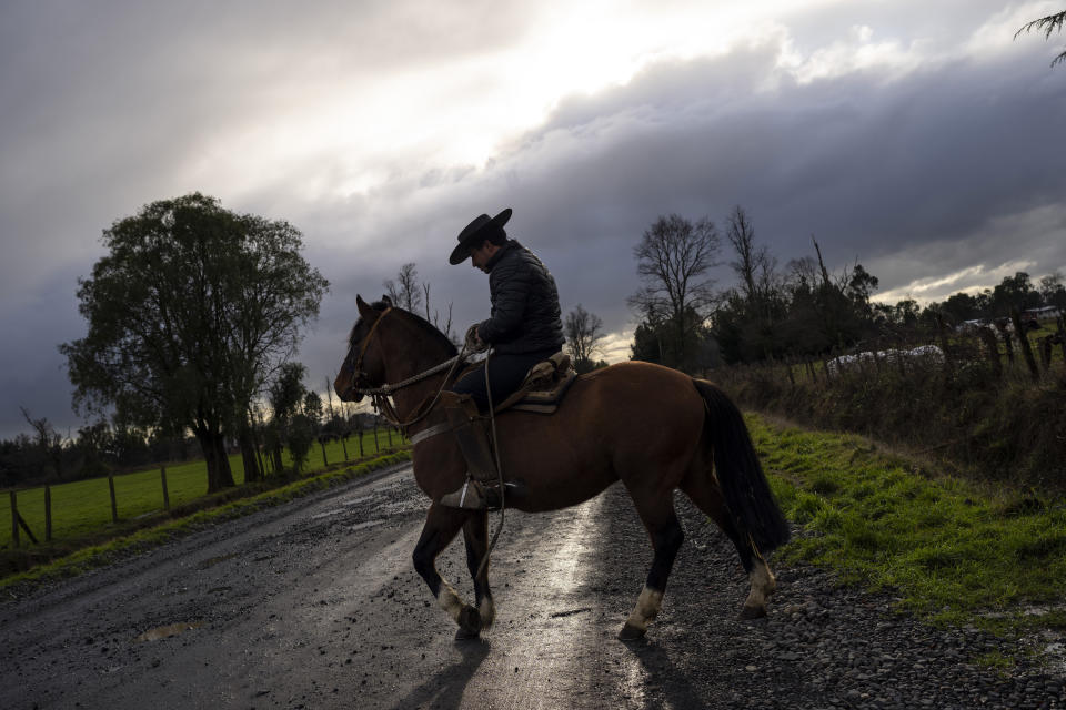 A huaso, or skilled horseman, trains a horse for an upcoming rodeo near the Pilmaiquen River in Carimallin, southern Chile, on Wednesday, June 29, 2022. (AP Photo/Rodrigo Abd)