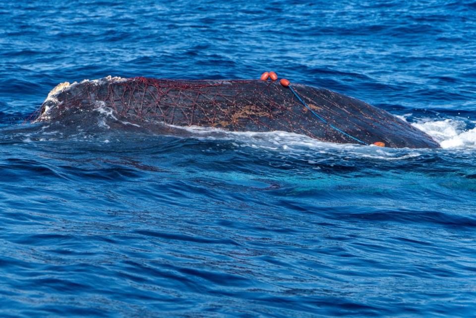 Humpback whale seen entangled in an illegal drift net near Cala Millor beach in the Balearic island of Mallorca (Reuters/NGO Xaloc/Hector Gago)