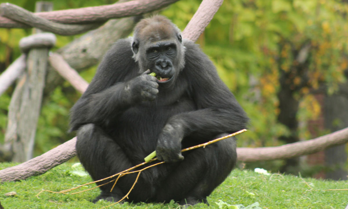 How Zoo Animals Do Breakfast