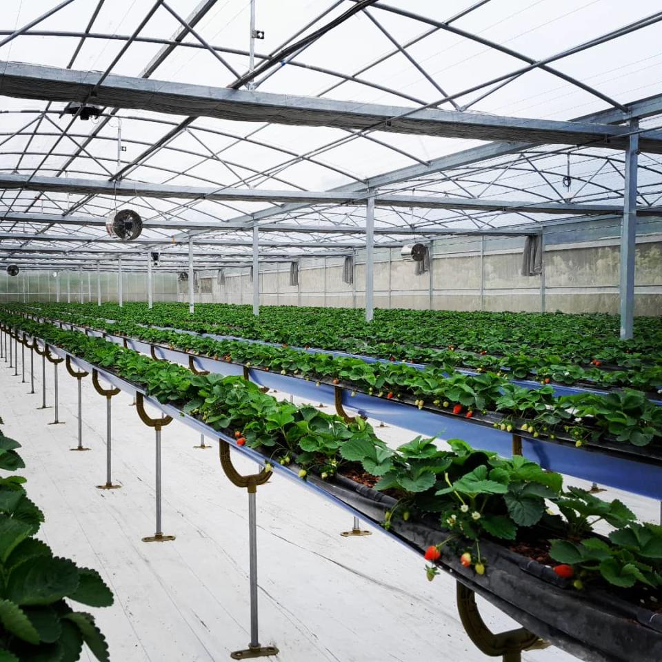 AP Garden Strawberry Farm @facebook