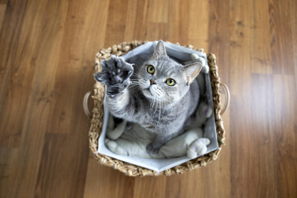 a cat sitting in a basket