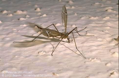 Adult crane flies emerge from the soil beneath turfgrass, pastures and other grassy areas in late summer and fall.