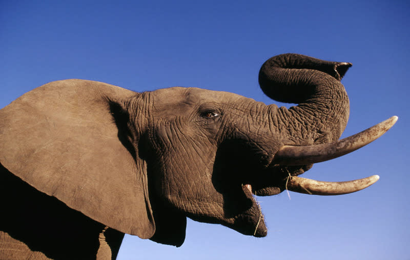 A young African bull elephant raises it's trunk.