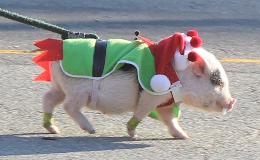 Festive pig walks in the Chester Kiwanis Christmas Parade in 2014.