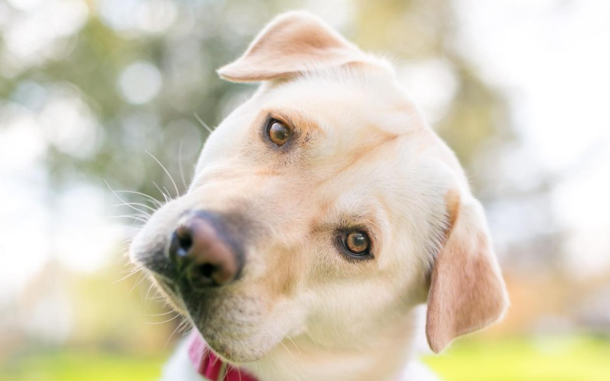 A Labrador making an interesting expression - Mary H. Swift/Alamy