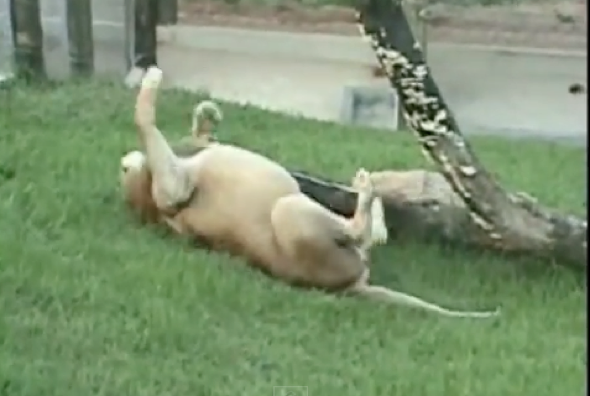 Moment lion caged for 13 years feels grass beneath its feet 