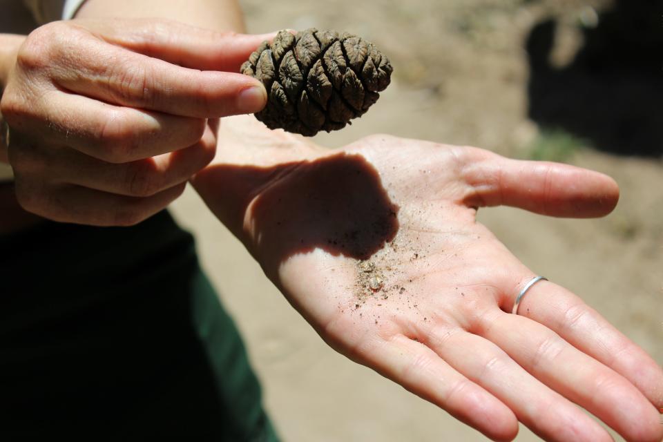 A sequoia pine cone and seed.