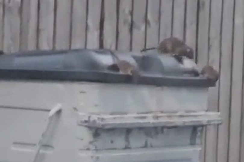 Rats seen crawling on Paisley street bin