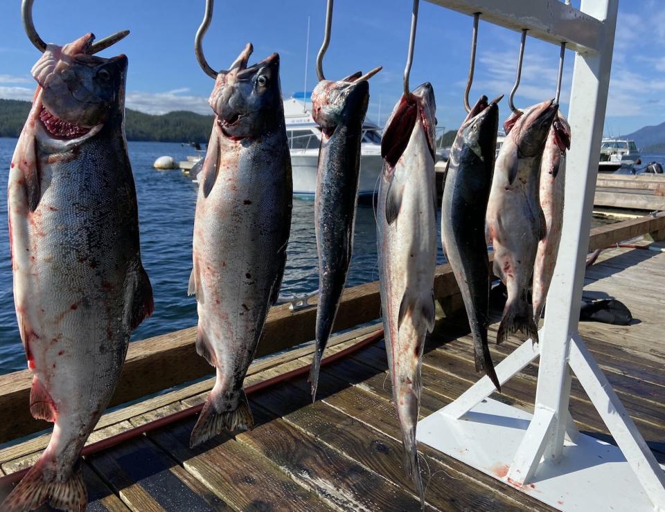 Fish hang at the docks at Salmon Falls Alaska