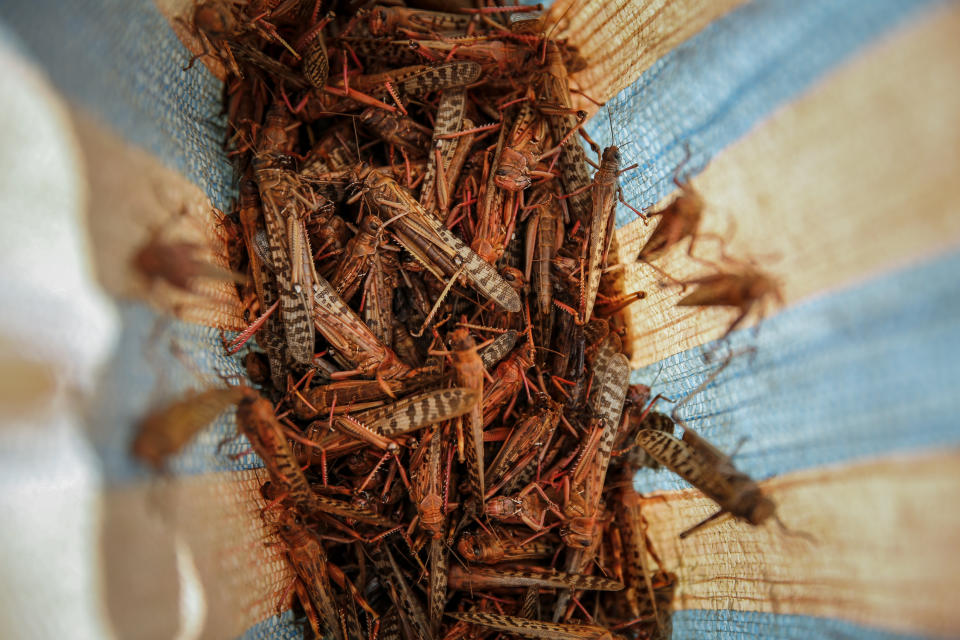 A farmer's daughter shows locusts she caught to be sold as poultry feed to a local vendor in Elburgon, in Nakuru county, Kenya Wednesday, March 17, 2021. It's the beginning of the planting season in Kenya, but delayed rains have brought a small amount of optimism in the fight against the locusts, which pose an unprecedented risk to agriculture-based livelihoods and food security in the already fragile Horn of Africa region, as without rainfall the swarms will not breed. (AP Photo/Brian Inganga)