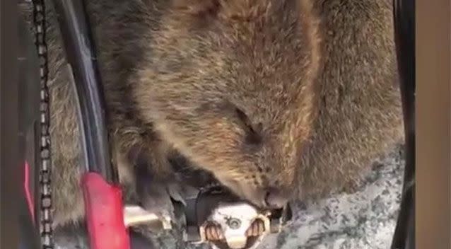 Shannon Ducker found this little furry creature at her feet during a break from her bike ride. Source: Facebook/Shannon Ducker