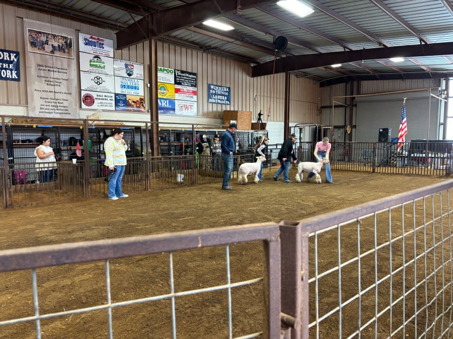 Pictures from the Smith County Youth Expo