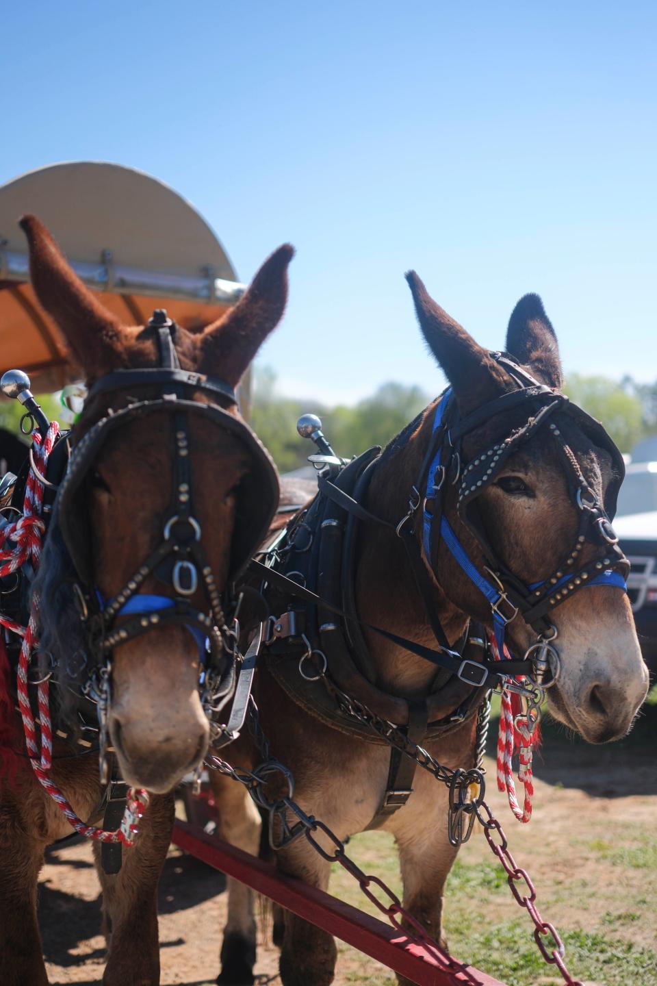 Bernis White's Mules at Maury County Park on April 6th, 2024.