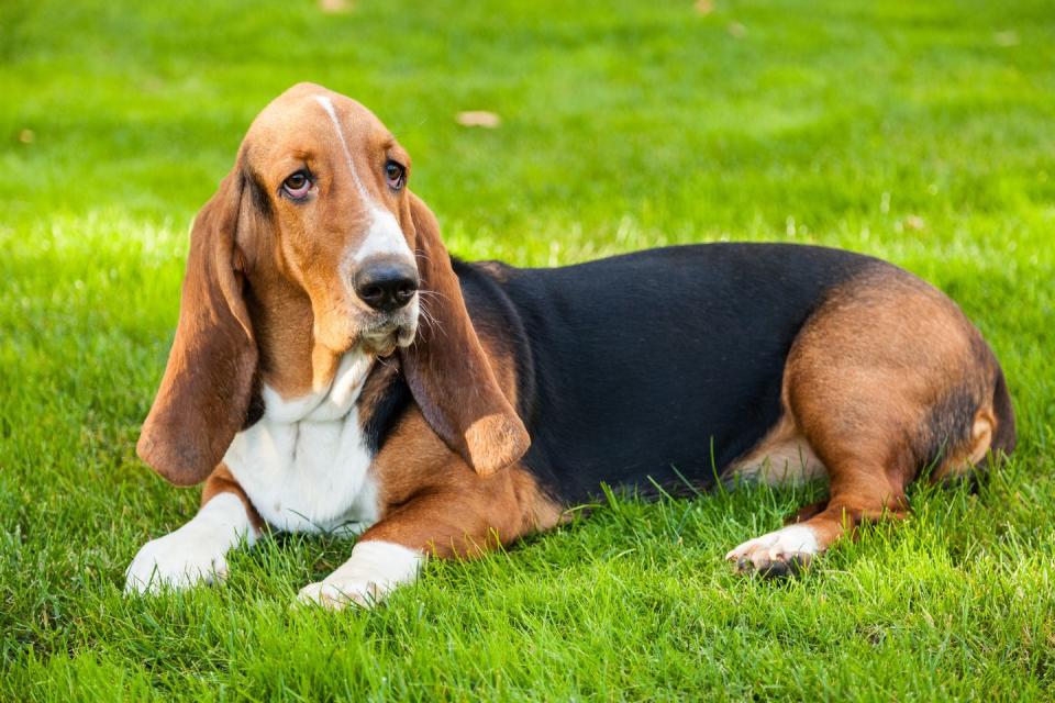 Bassett Hound