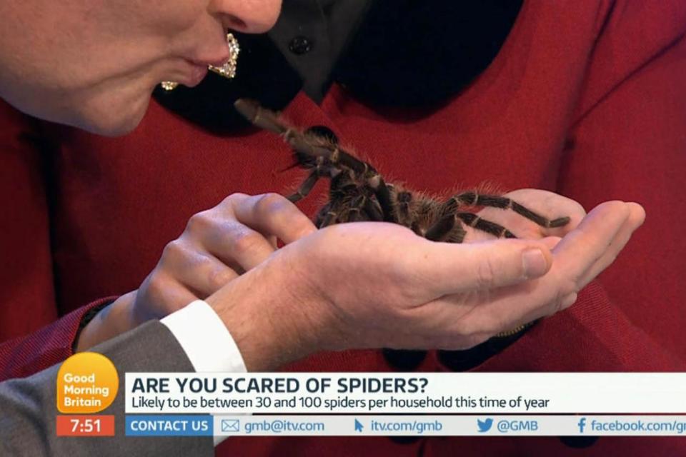 Kiss me, quick: Piers Morgan puckers up to a spider (ITV)