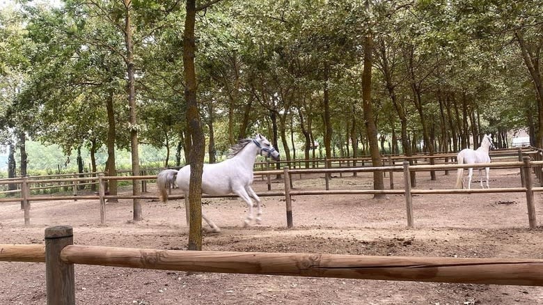 winery horses running in pen