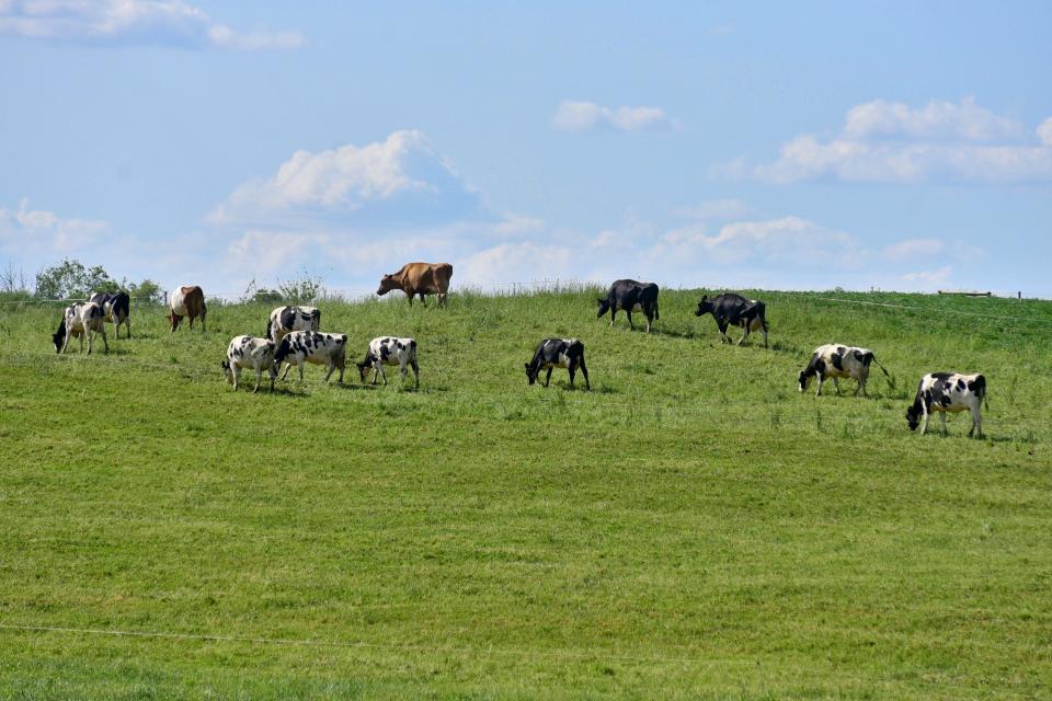 A comprehensive nutrient management plan (CNMP) will be developed when a landowner has livestock that produces 350 ton or 100,000 gallons of manure. (TIMES-GAZETTE FILE PHOTO)