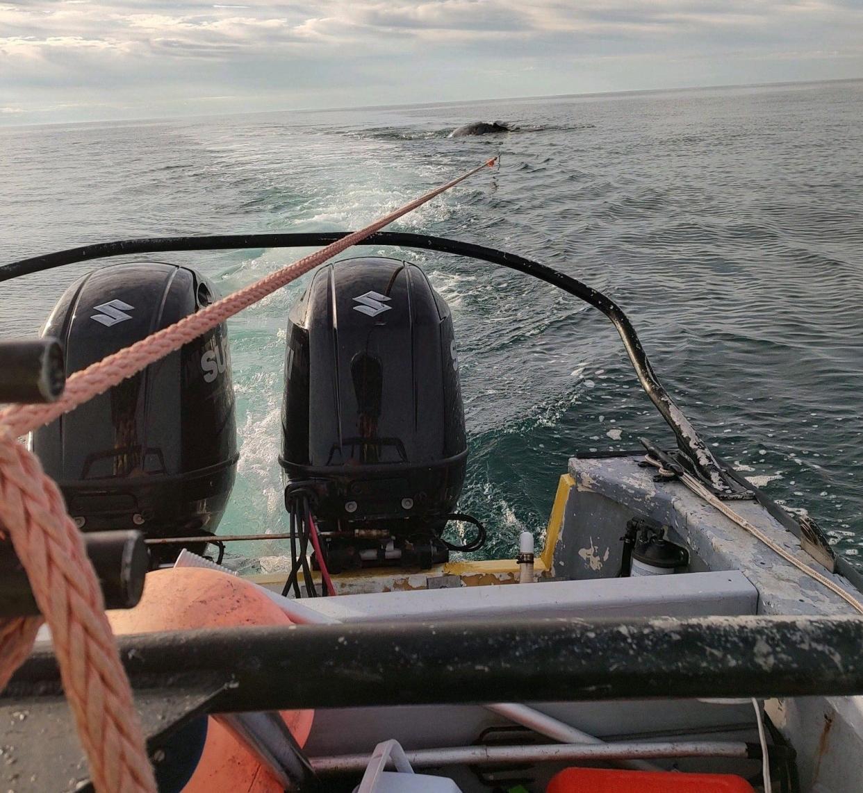 A 35-foot dead North Atlantic right whale is towed to shore at Tybee Island Thursday.