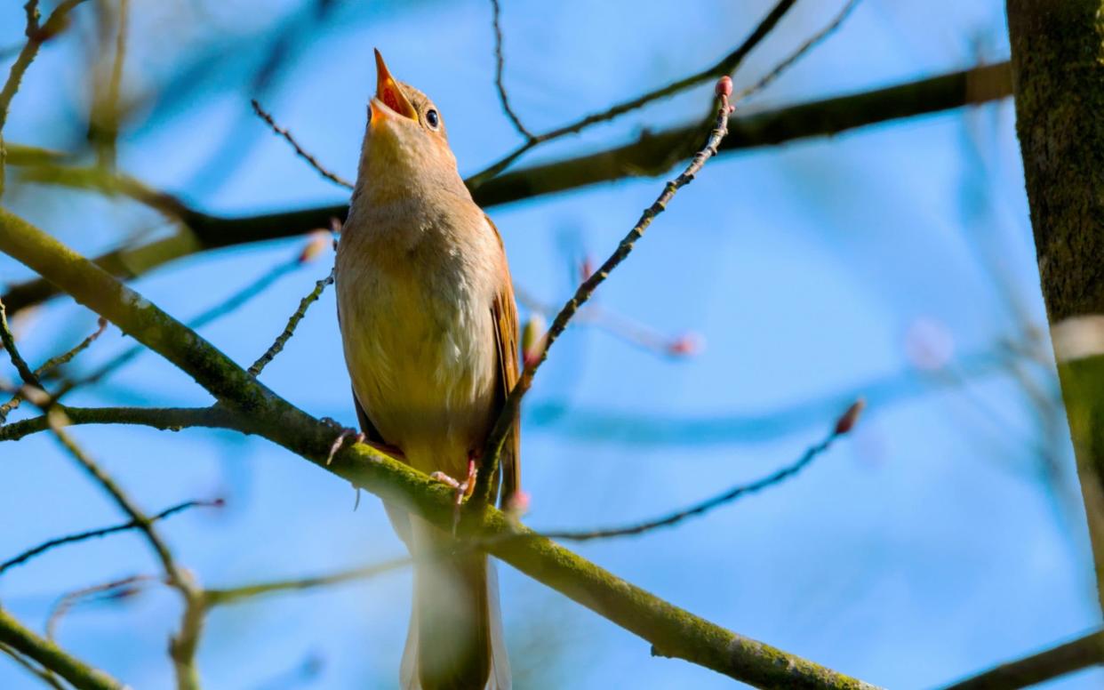 Lodge Hill is home to 85 breeding pairs of nightingales, one of the largest populations in Britain - www.alamy.com