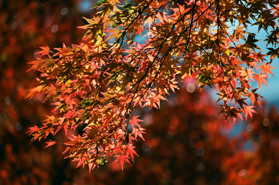 滿山楓葉火紅（Photo Credit: bryan...@Flickr, License: CC BY-SA 2.0，圖片來源： https://www.flickr.com/photos/91049143@N00/15695566579）