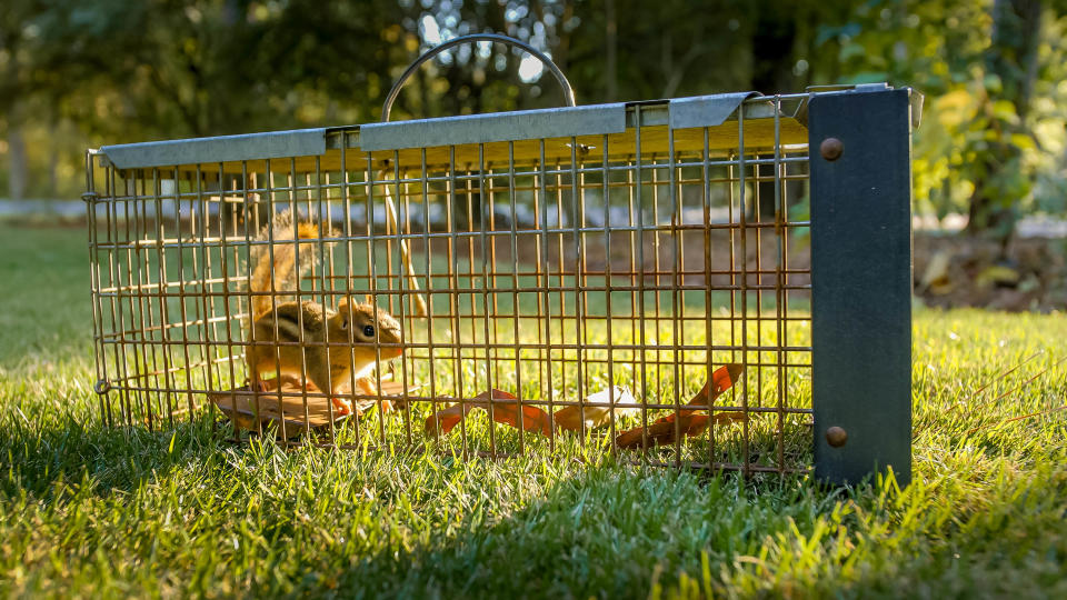 A chipmunk in a live trap