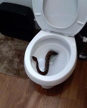 Worst nightmare': Arizona woman finds 3-foot-long snake in her toilet