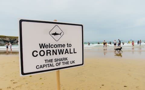 Cornwall is the shark capital of the UK - Credit: National Geographic 