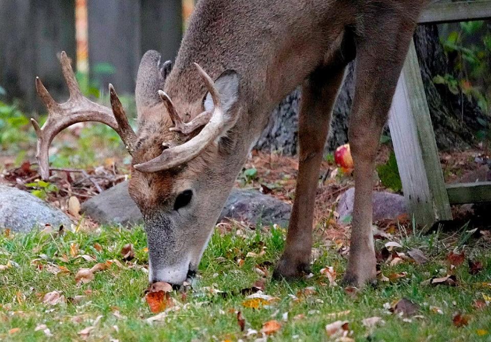 A buck is seen in a back yard in Bayside in 2022.