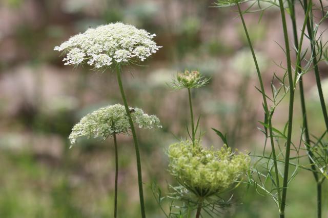 Poison Hemlock Could Be Growing In Your Garden