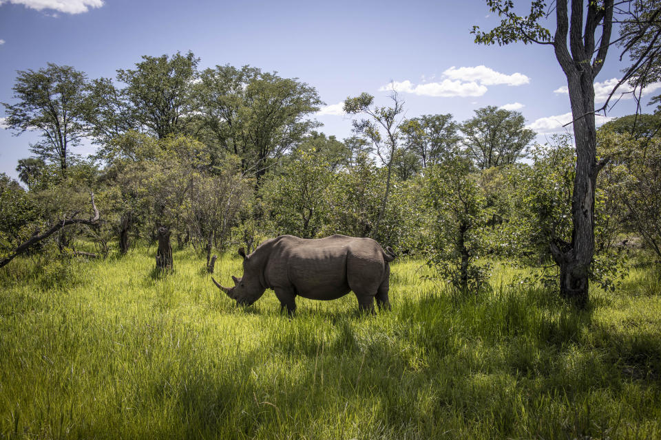 A northern white rhinoceros in the wild. / Credit: Juan Luis Rod via Getty Images