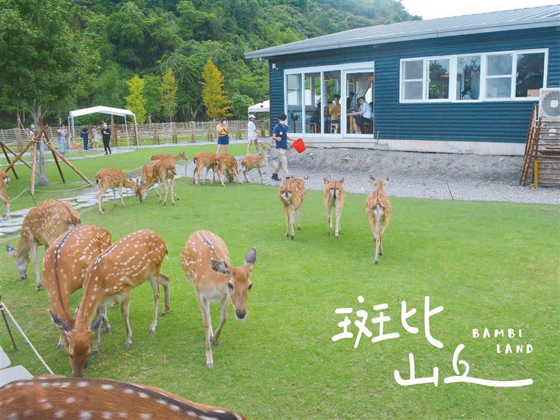 宜蘭超夯景點「斑比山丘」將迎200萬人入園。（圖／斑比山丘提供）