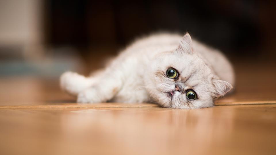 Exotic Shorthair lying on floor