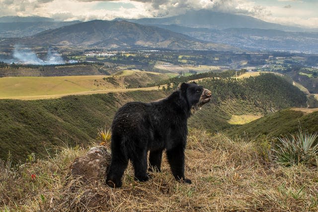 Wildlife Photographer of the Year