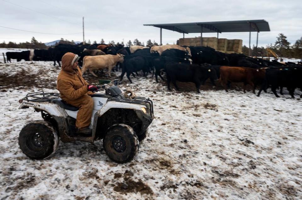 Ranch hand Alexis Ramirez rides an ATV as he sections off the cows at the Byrne family ranch in Modoc County on Tuesday, Dec. 15, 2020.