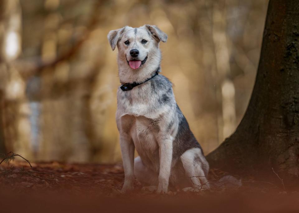 Siberian Retriever