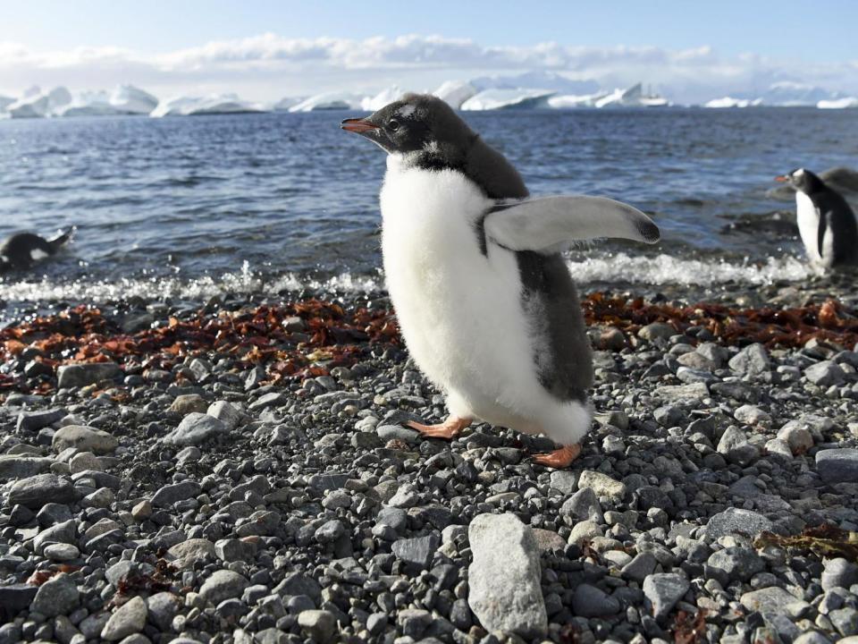 Gentoo penguins on Cuverville Island in the western Antarctic peninsula, an area disputably owned by Britain, Argentina and Chile (Getty)