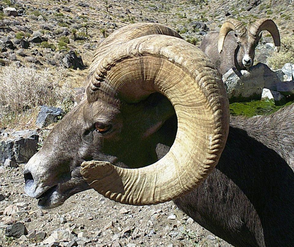 Photographer, adventurer and former Fire Chief Sid Hultquist snapped a photo of a couple of bighorn sheep out in the desert near Barstow.