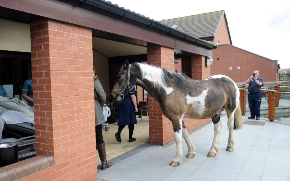 Horse Jake pays his dying owner a visit at her hospice - Hull Daily Mail / SWNS