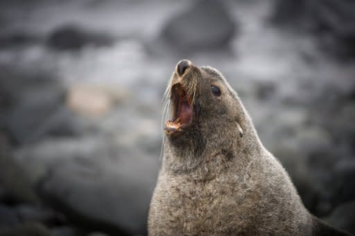 A fur seal is pictured on the shore of King George Island, Antarctica, in 2008. An international conference has failed to agree on new marine sanctuaries to protect thousands of polar species across Antarctica, sparking condemnation Friday from conservation groups