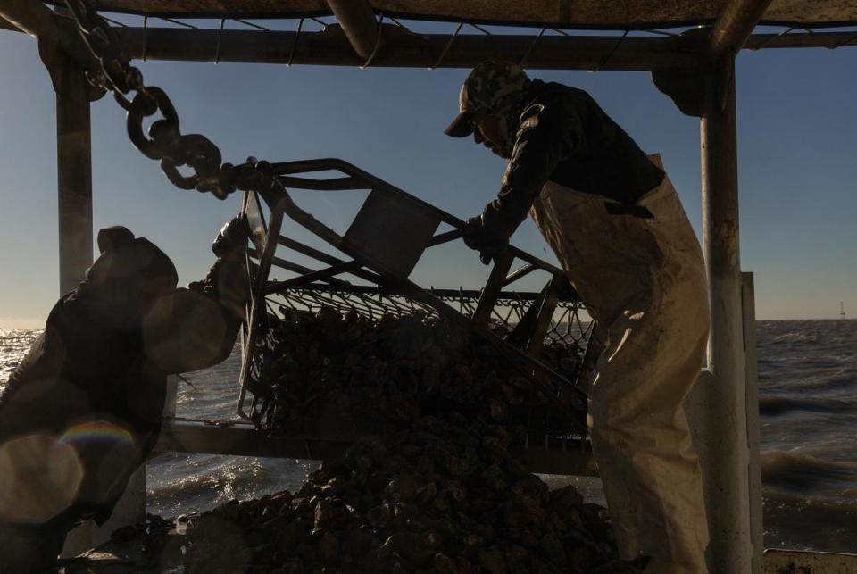 Luis Cabrera, left, and Manuel Perez unload a haul of oysters, rock and shells they will cull throgh during an oyster harvesting trip in Trinity Bay, on the first of day of the oyster harvesting season, Nov. 1, 2023.