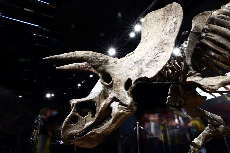 The skeleton of a gigantic Triceratops goes under the hammer at Paris auction house