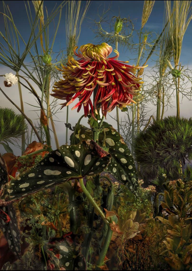 Gilded Lilies: Portraits of Cut Flowers by Tine Poppe