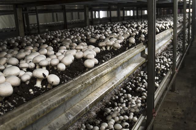 <p>Videologia / Getty Images</p> Mushroom compost is a by-product of mushroom farming