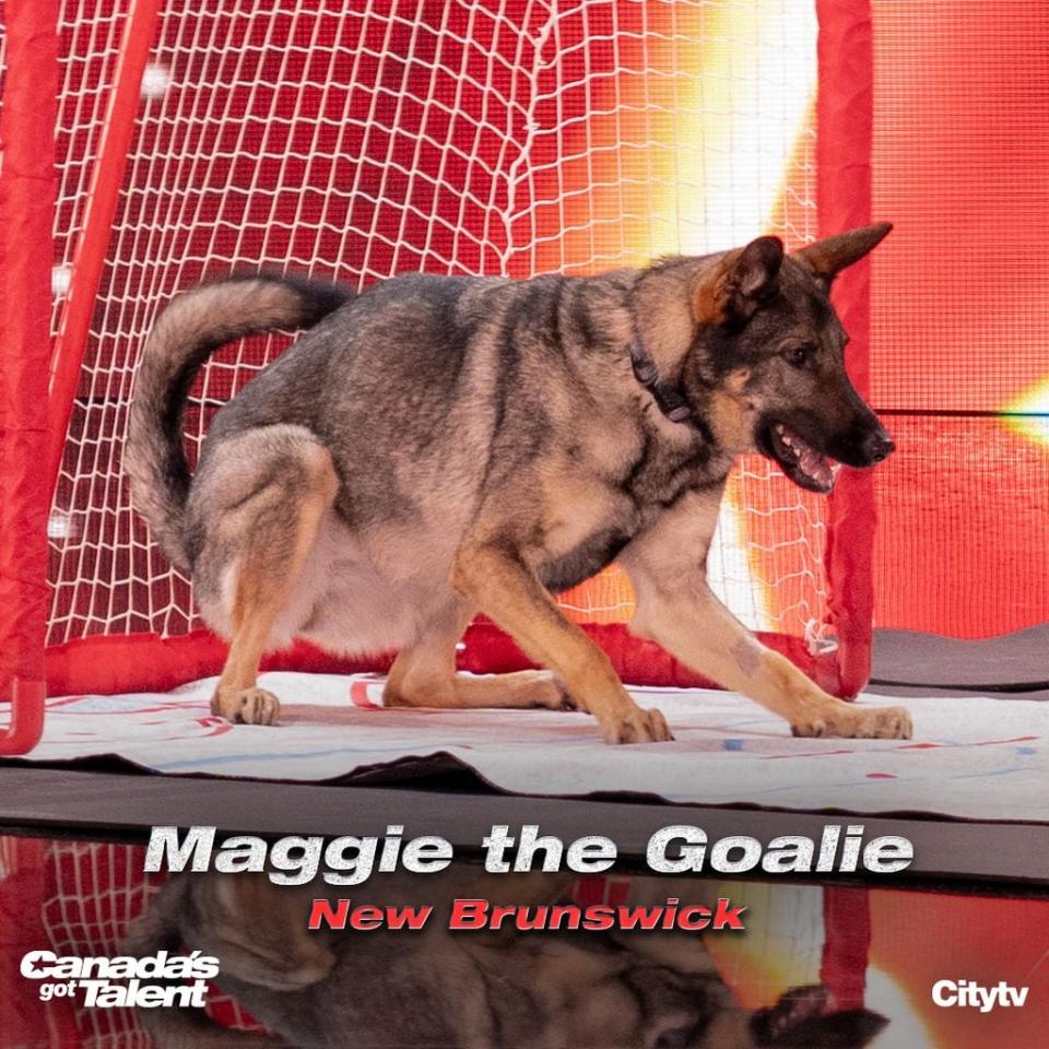 Three-year-old Maggie kept her focus, ready for the puck, while blocking shots on the Niagara Falls stage. (Lauren Newman/Citytv - image credit)