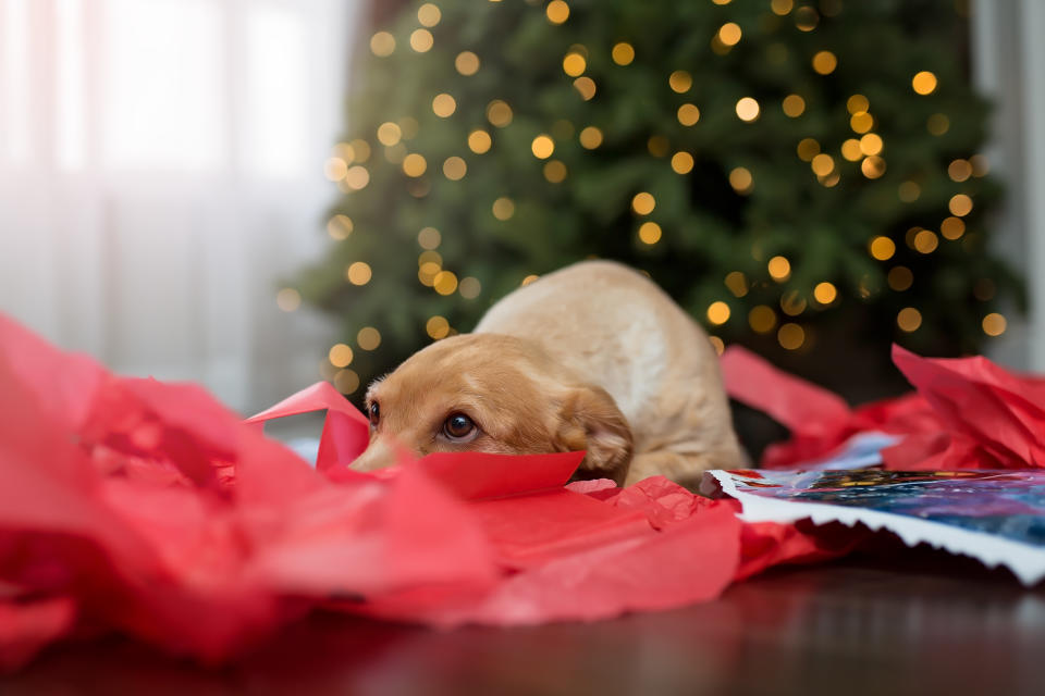 A dog is pictured next to a Christmas tree.