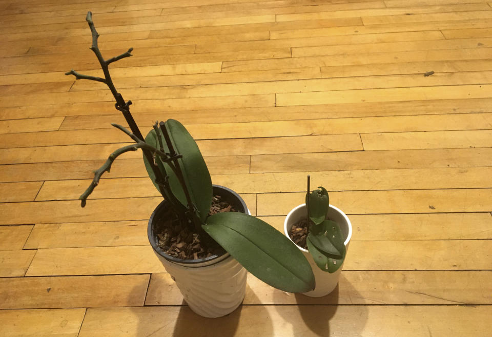 Two small inexpensive orchids awaiting rebloom are pictured on March 4, 2021, in an apartment in the Brooklyn borough of New York. These plants were in flower last year. Orchid flowers can last for weeks, but once they shed their blossoms, it can take a year for them to rebloom. Getting the right amount of water, along with sunlight and temperature, is key to their regrowth. (Beth Harpaz via AP)