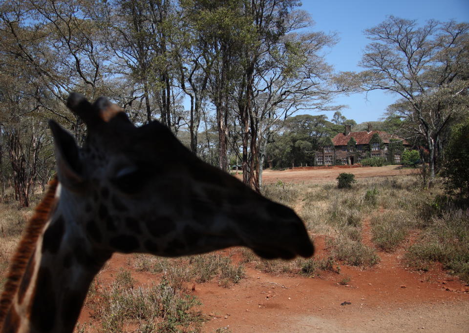 A giraffe is seen in front of Giraffe Manor hotel, March 20, 2009, near Nairobi, Kenya. / Credit: EyesWideOpen/Getty