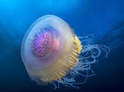 <p>A rainbow colored crown jellyfish swims near Protea Banks. (Pier A. Mane/Caters News)</p>