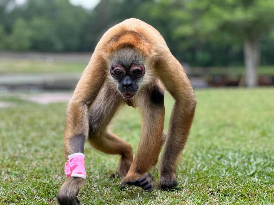 Kiki walks around Wild Acres after surgery to correct his vision at the Veterinary Orthopedic and Vision Center in Hoover, Alabama.